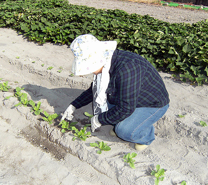 20100828大根間引き.jpg