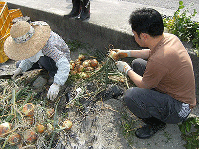 2010_0612（収穫玉葱葉切）.gif