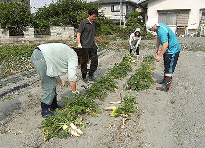 2010_0612（大根収穫）.gif