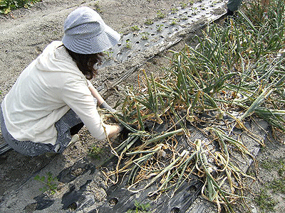 2010_0612（玉葱収穫2）.gif
