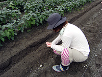 2010_0814大根種まき.jpg