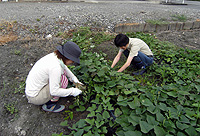 2010_0814草取り.jpg