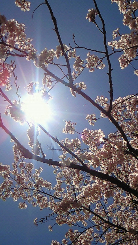 桜と太陽（中澤）.jpg
