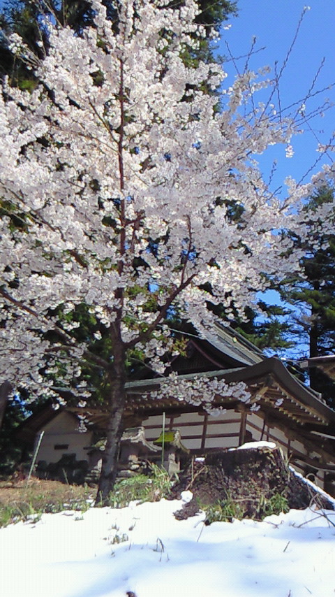 桜と雪（中澤）.jpg