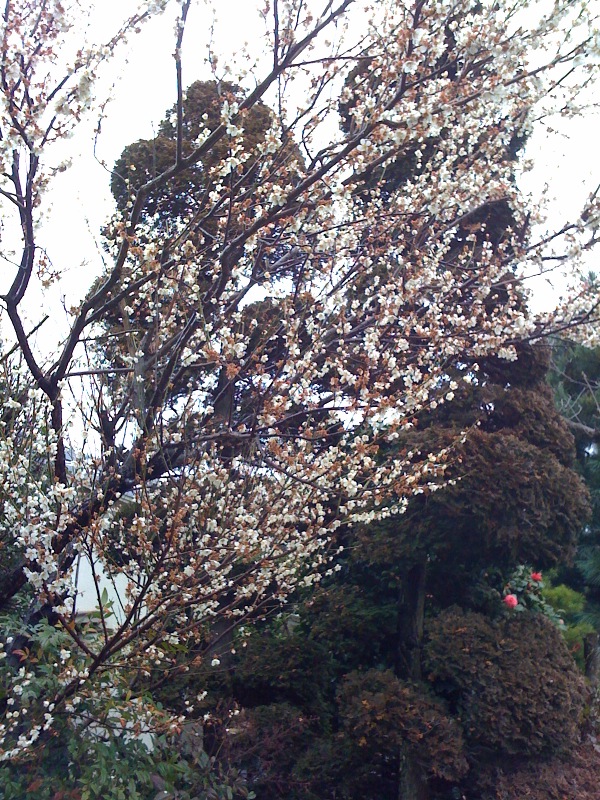 梅の木.jpg