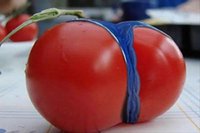 tomato.jpg