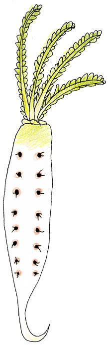 大根のイラスト
